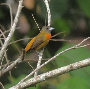 Costa Rica birding app