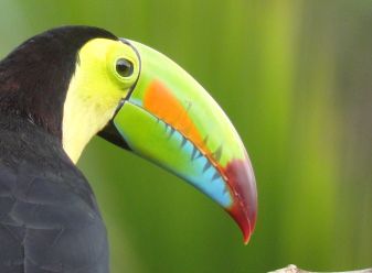 5 Spectacular, Beautiful Bird Species Commonly Seen in Costa Rica