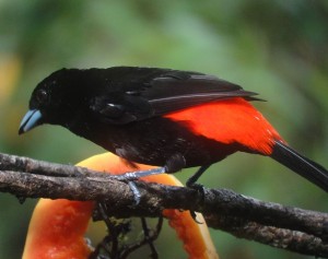 Passerinis Tanager male