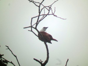 Three-wattled Bellbird close 1