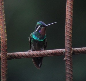Purple-throated Mountain Gem male 1