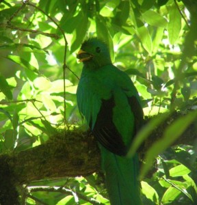 Quetzal avocado