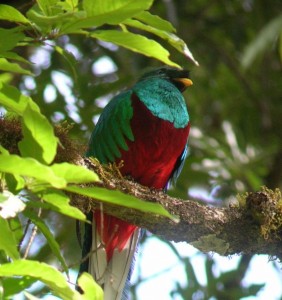 quetzal from below