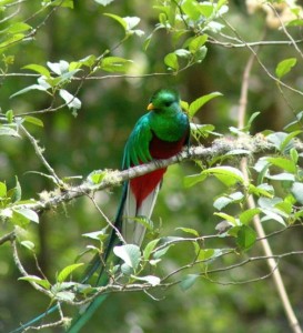 quetzal frontal