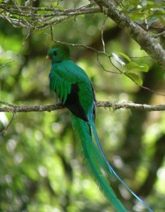 quetzal male tail