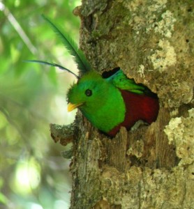 quetzal nest
