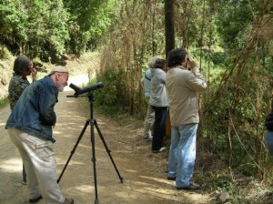 watching quetzal