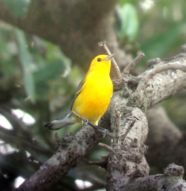How to Identify Birds in Costa Rica