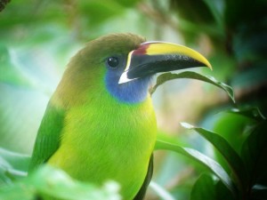Emerald Toucanet