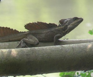 basilisk
