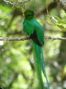 quetzal