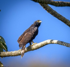Black Hawk-Eagle