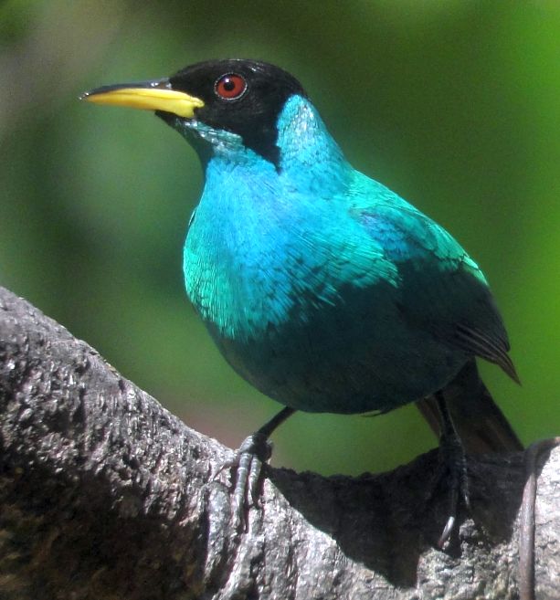 The Best Places to See Birds in Costa Rica