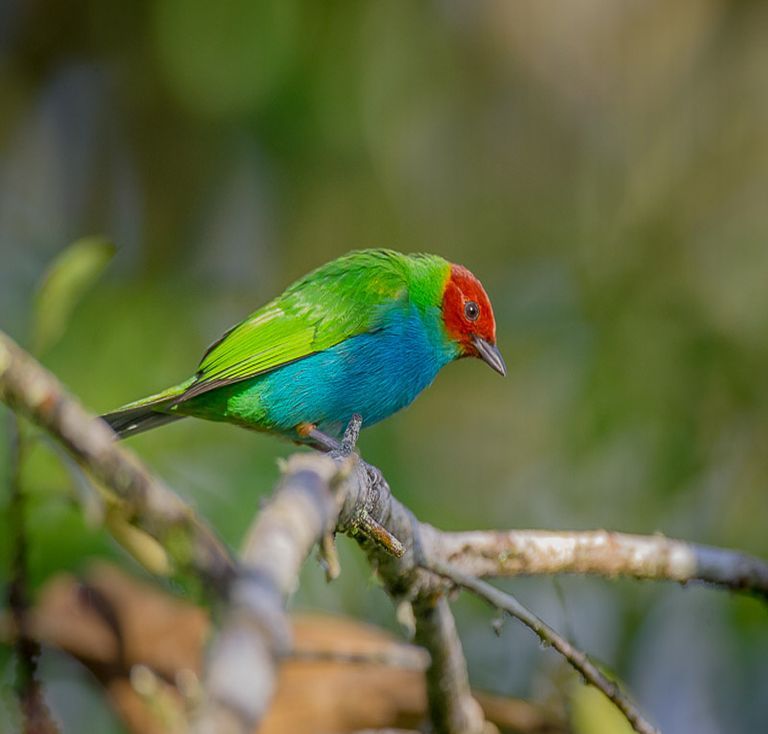 What Cool Kinds of Birds Can You See in Costa Rica and Panama?