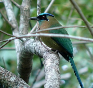 Blue-crowned Motmot
