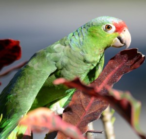 Red-lored Parrot