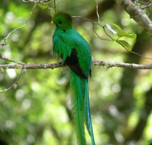 Resplendent Quetzal