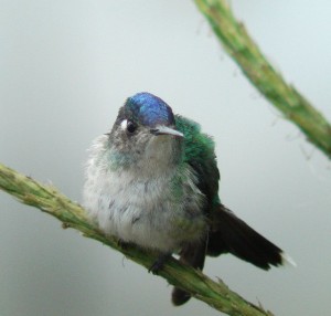 Violet-headed Hummingbird