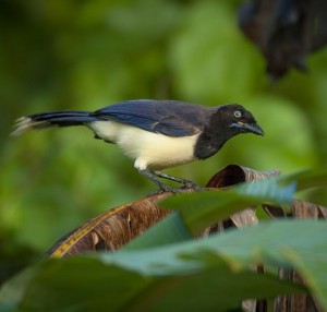 Black-chested Jay