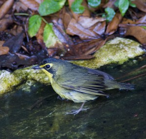 Kentucky Warbler