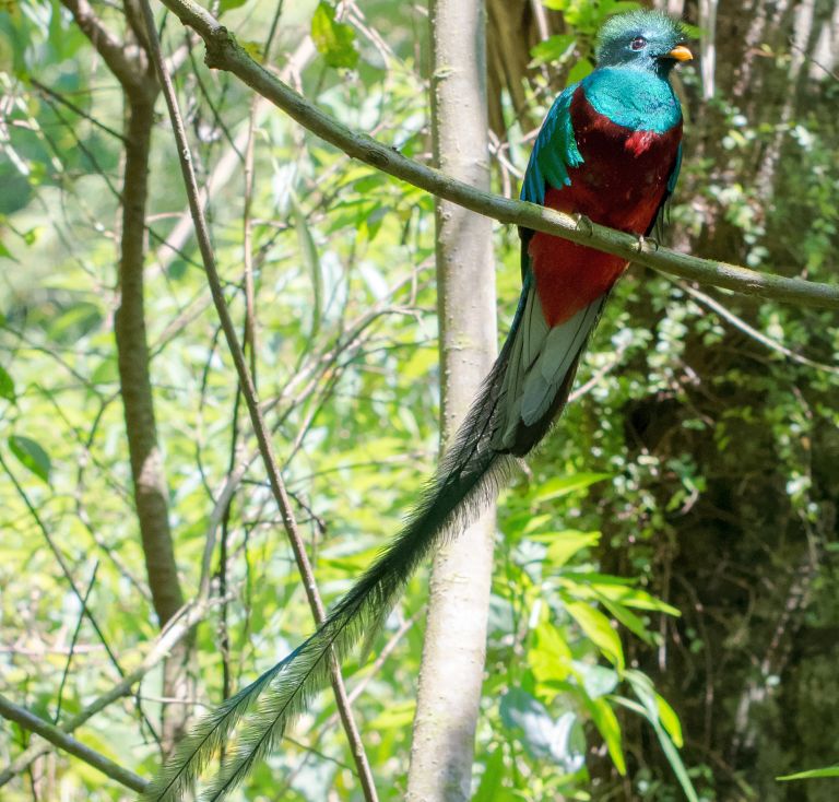 Where to go Birding- Costa Rica or Panama?