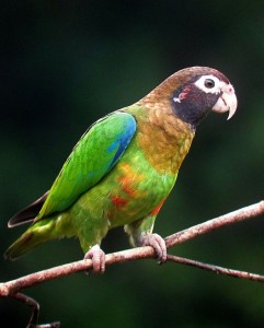 Brown-hooded Parrot