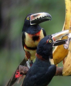 Collared Aracaris
