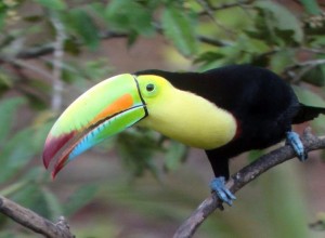 Keel-billed Toucan