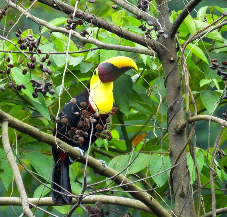 Not Sure What to do in Panama? Go Birding!
