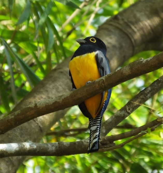 Some Tips on Bird Identification in Costa Rica
