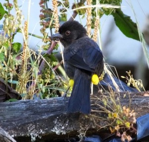 Yellow-thighed Finch