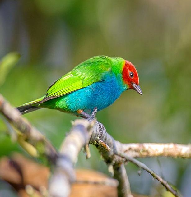 Tanagers: Some of the Most Beautiful Birds in Costa Rica and Panama