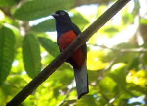 Baird's Trogon