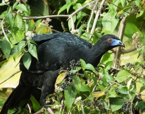 Black Guan