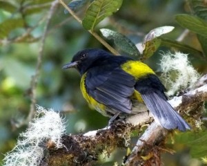 Black and yellow Silky Flycatcher
