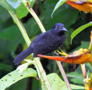 Black-hooded Antshrike