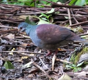 Buff-fronted Quail-Dove