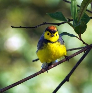 Collared Redstart