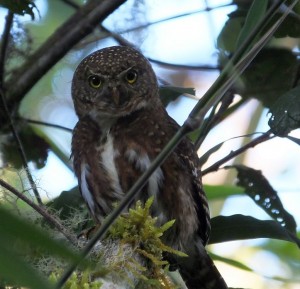 Costa Rican Pygmy Owl