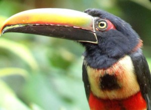 Fiery-billed Aracari