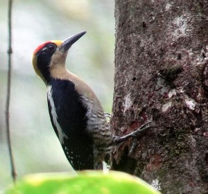 Golden-naped Woodpecker