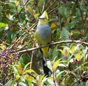 Long-tailed Silky-Flycatcher