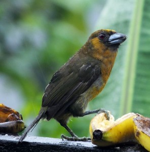 Prong-billed Barbet