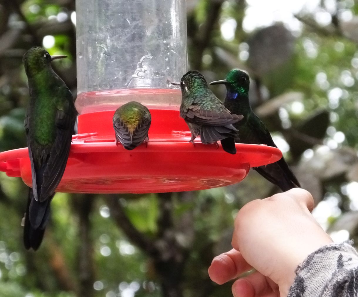 Some Amazing Hummingbirds from Costa Rica and Panama