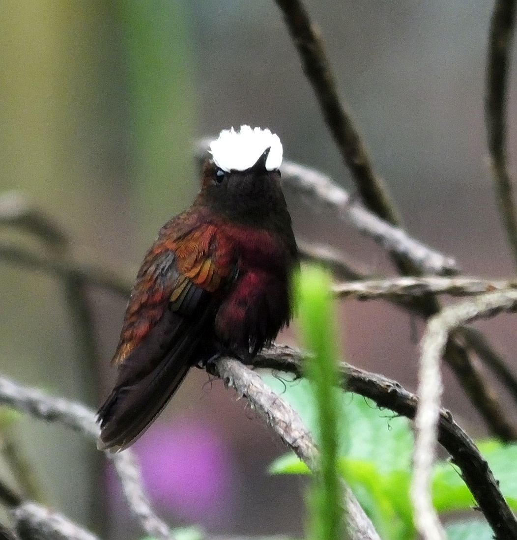 What are the Top Ten Birds of Costa Rica?