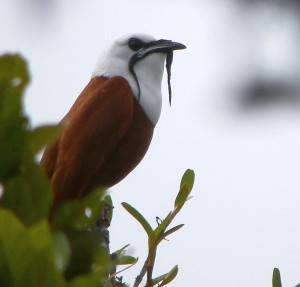 Male Three-wattled Bellbird photographed by Lloyd Cripe. See more of his photos here:  http://lloydcripephotos.com/