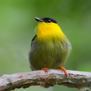 Golden-collared Manakin male-2