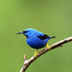 Shinning Honeycreeper 1