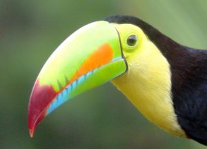 Keel-billed Toucan