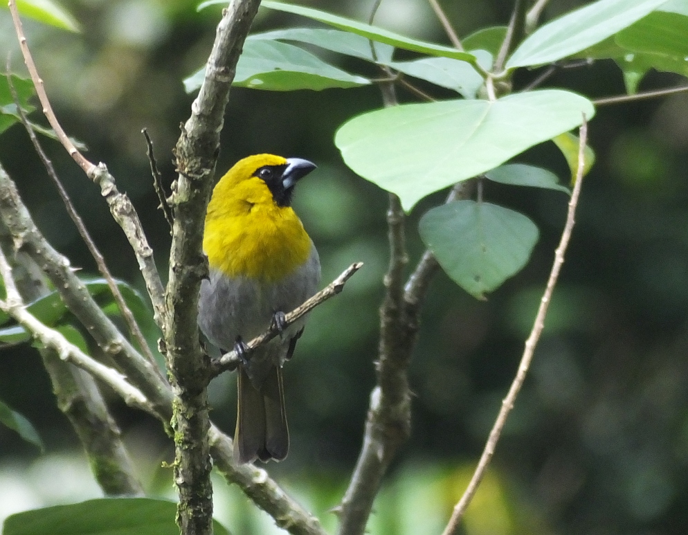 Tips for Birding Costa Rica and Other Tropical Places: the Mixed Flock